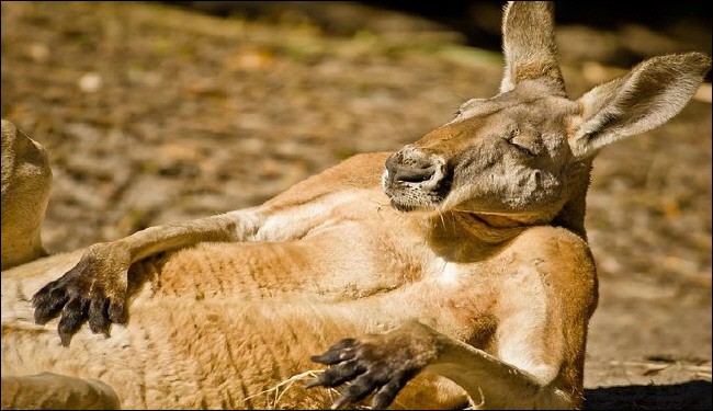 Kangaroos 01.jpg