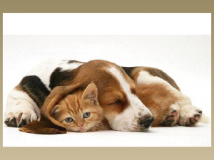 beagle-and-kitty-300x225.png