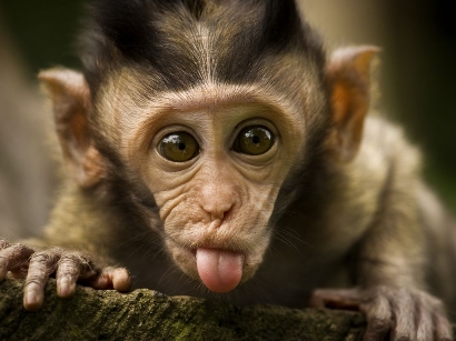 Monkeys 07 - Copy.jpg