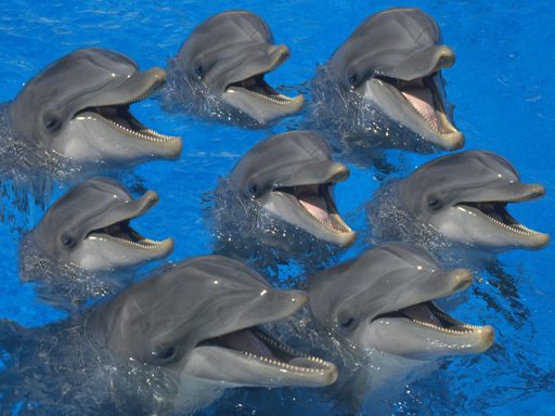 Dolphins 01 - Copy.jpg