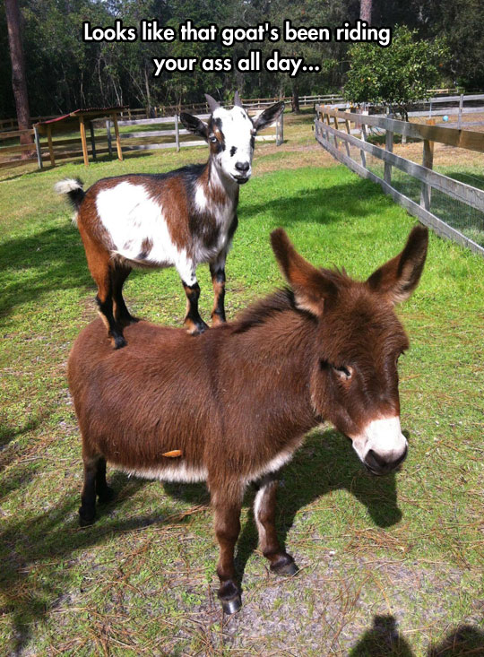 funny-goat-standing-donkey-back-farm1.jpg