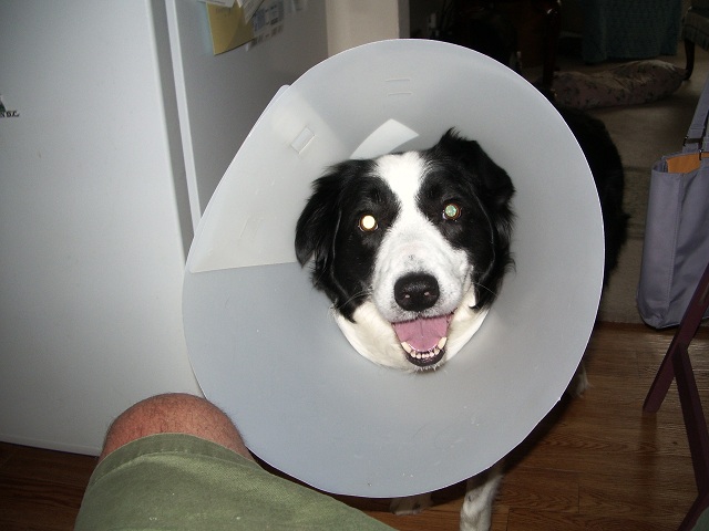 KOKO e collar(4).jpg