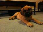 GrandPuppy.jpg