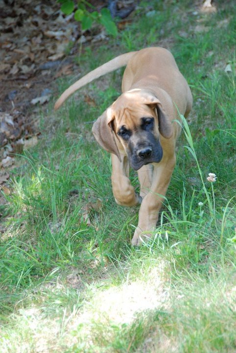 GrandPuppy2.jpg