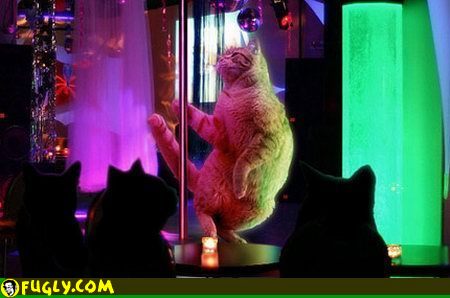 stripper_cat.jpg