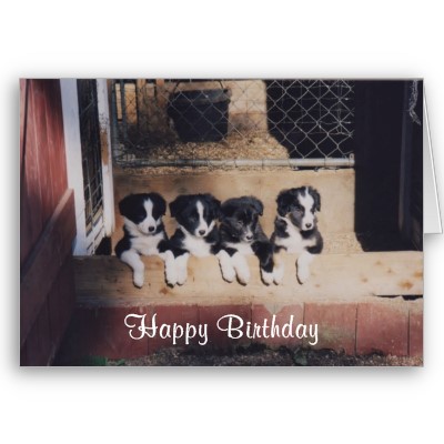 curious_border_collie_puppies_photo_birthday_card-p137469884560677977qqld_400.jpg
