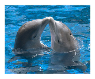dolphin-kiss-.jpeg