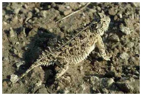 horned toad.jpg