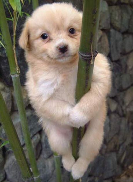 pole-dancing-dog.jpg