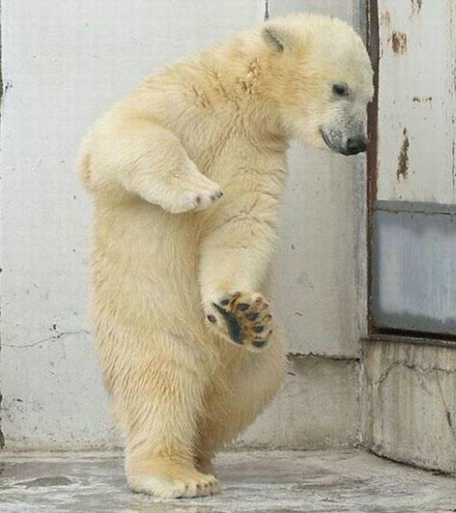 Polar bear 1.jpg