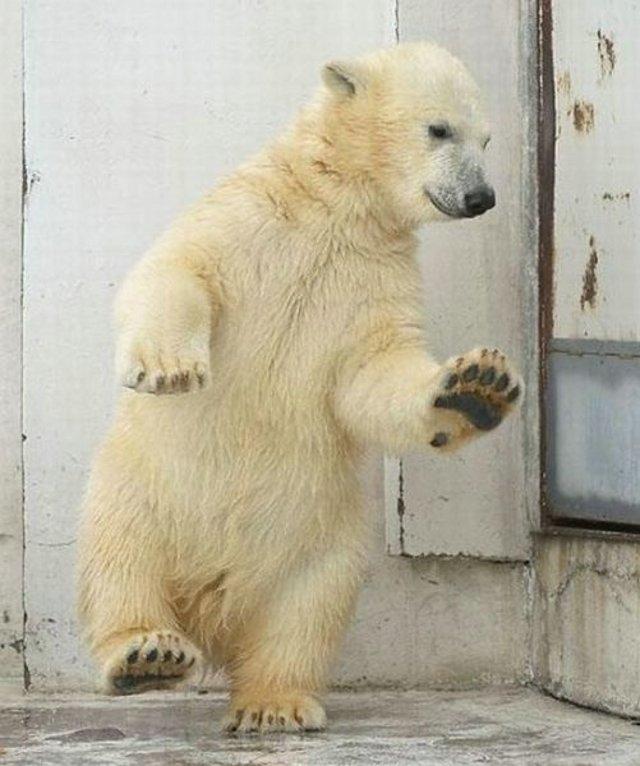 Polar bear 2.jpg