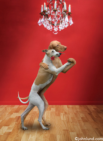 Dancing-Dogs-Tango.jpg