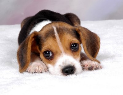 Beagle puppy.jpg