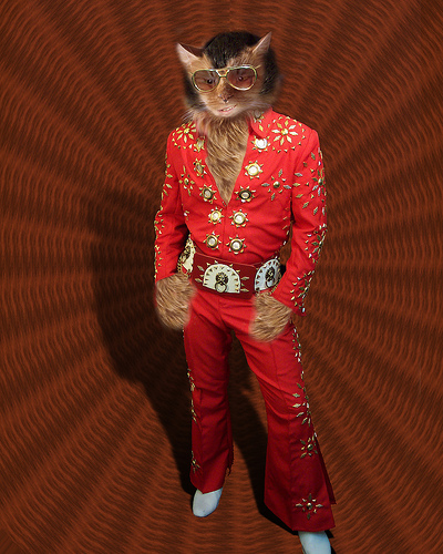 elvis-cat.jpg