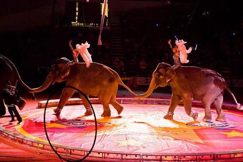 3 ring circus[7].jpg