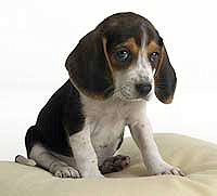 Sad Beagle.jpg