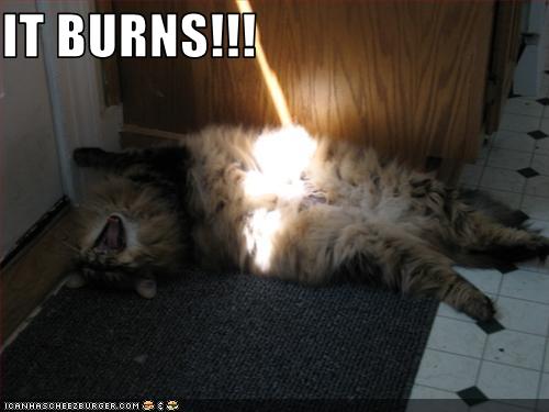 funny-pictures-cat-is-burned-by-light.jpg