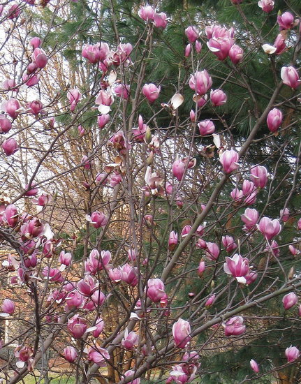 tulip tree.jpg