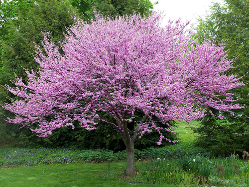 flowering-red-bud.jpg