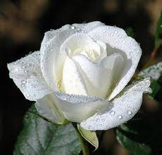 rose.jpg