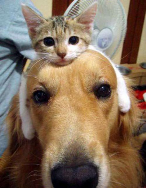 kitten-sitting-on-golden-retriever-head.jpg
