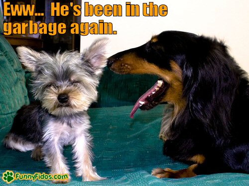funny-dog-picture-in-the-garbage.jpg